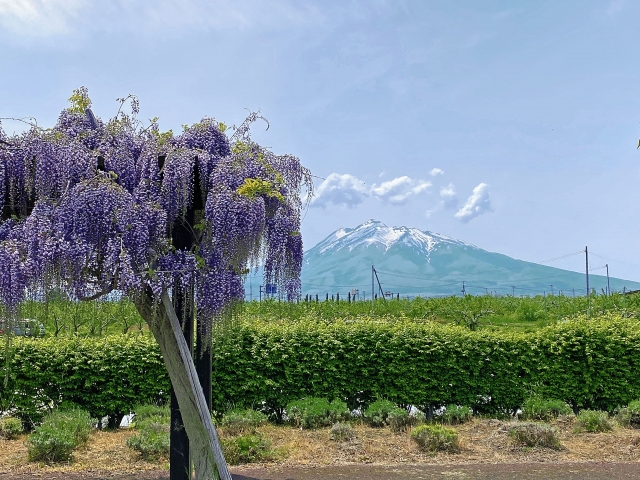藤崎町での不用品回収の様子